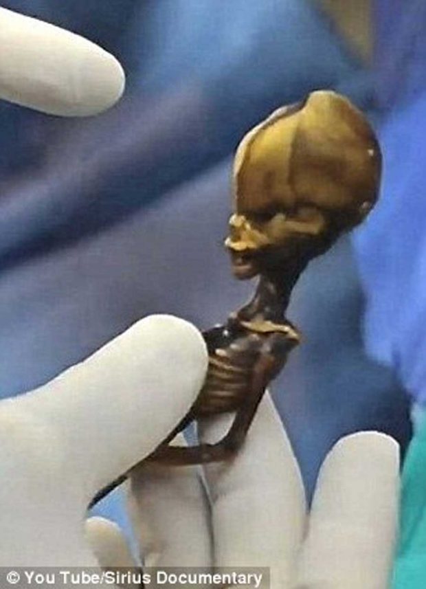 skeleton of a humanoid or alien 8