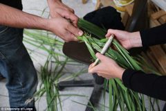 معمای ساخت طناب در دوره پارینه سنگی با کشف یک ابزار در آلمان حل شد
