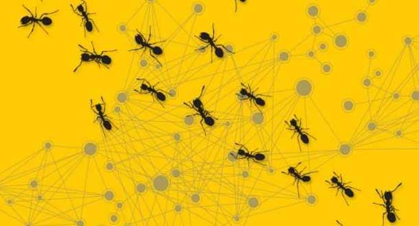 شباهت جالب رفتار مورچه ها به عملکرد شبکه های رایانه ای