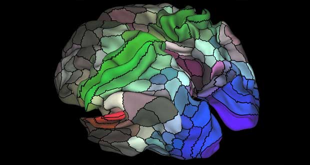 Brain Map Identifies New Regions