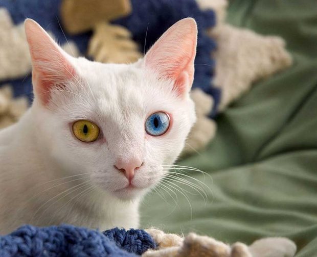 چرا رنگ عنبیه چشم بعضی از افراد و حیوانات متفاوت است ؟ 6 Heterochromia iridum 4