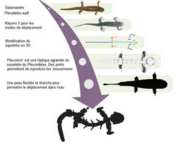 ساخت ربات Pleurobot با تقلید از حرکت سمندر + عکس 8 ربات Pleurobot