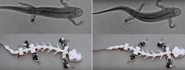 ساخت ربات Pleurobot با تقلید از حرکت سمندر + عکس 7 ربات Pleurobot