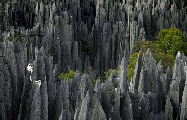 سفری هیجان انگیز به جنگل سنگی ماداگاسکار + عکس 5 جنگل سنگی ماداگاسکار