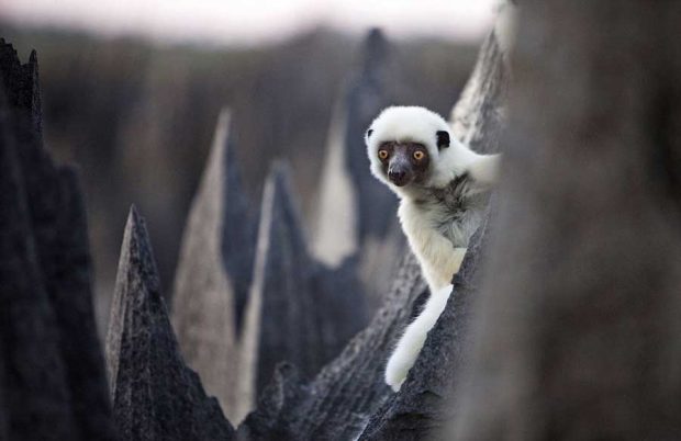 سفری هیجان انگیز به جنگل سنگی ماداگاسکار + عکس 13 جنگل سنگی ماداگاسکار