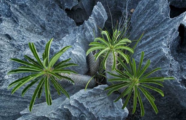 سفری هیجان انگیز به جنگل سنگی ماداگاسکار + عکس 11 جنگل سنگی ماداگاسکار