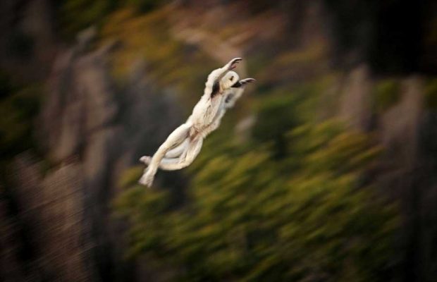 سفری هیجان انگیز به جنگل سنگی ماداگاسکار + عکس 17 جنگل سنگی ماداگاسکار