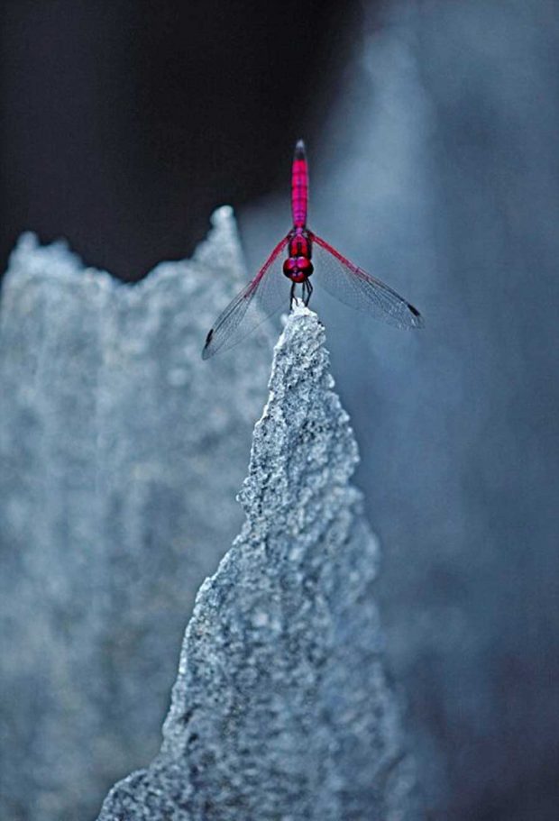 سفری هیجان انگیز به جنگل سنگی ماداگاسکار + عکس 20 جنگل سنگی ماداگاسکار