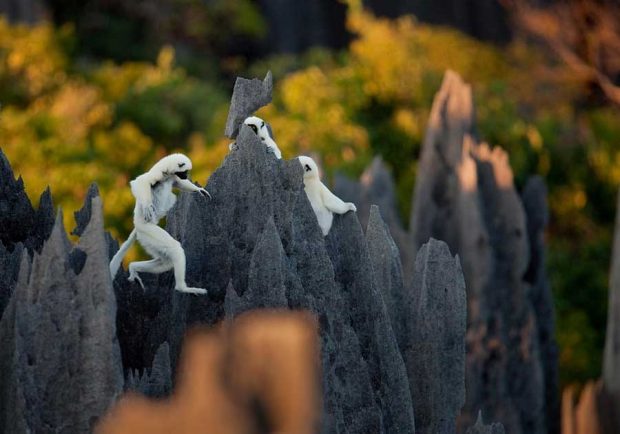 سفری هیجان انگیز به جنگل سنگی ماداگاسکار + عکس 15 جنگل سنگی ماداگاسکار