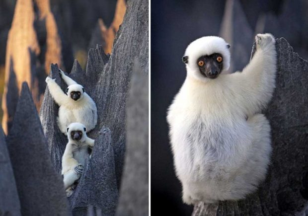 سفری هیجان انگیز به جنگل سنگی ماداگاسکار + عکس 19 جنگل سنگی ماداگاسکار