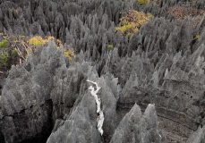 جنگل سنگی ماداگاسکار