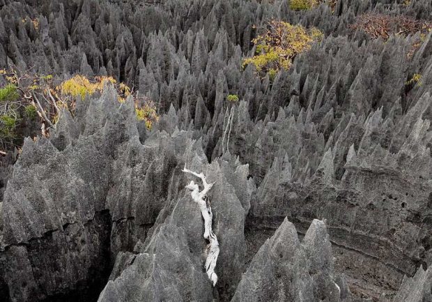 سفری هیجان انگیز به جنگل سنگی ماداگاسکار + عکس 8 جنگل سنگی ماداگاسکار