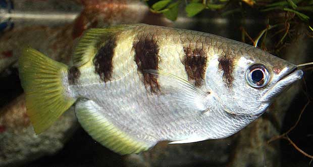 ماهی archerfish