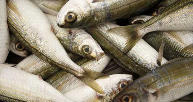 کاهش شدید ذخایر جهانی ماهی