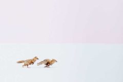 عکس های برندگان مسابقه مسافر در نشنال جئوگرافیک