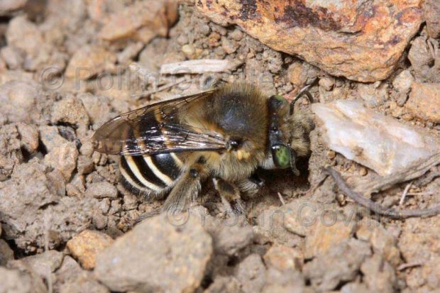 لانه سازی زنبوری عجیب در میان آتشفشان فعال ماسایا