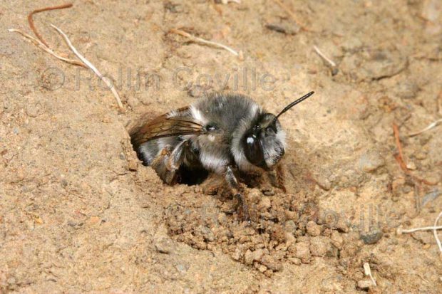 لانه سازی زنبوری عجیب در میان آتشفشان فعال ماسایا