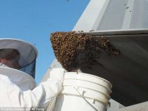 توقف جنگنده مدرن F-۲۲ توسط 20 هزار زنبور عسل