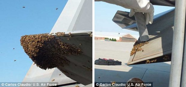 توقف جنگنده مدرن F-۲۲ توسط ۲۰ هزار زنبور عسل + عکس 4 توقف جنگنده مدرن F-۲۲ توسط 20 هزار زنبور عسل