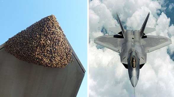 توقف جنگنده مدرن F-۲۲ توسط 20 هزار زنبور عسل