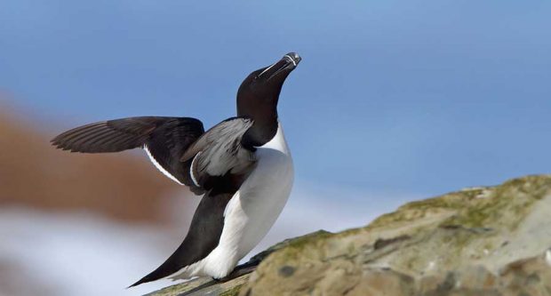 پنگوئن‌های منقرض شده با کمک علم ژنتیک باز تولید خواهند شد