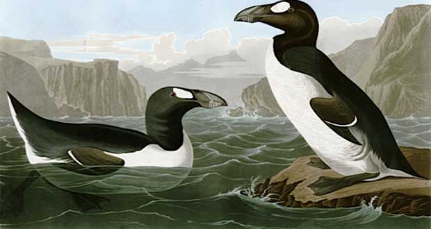 پنگوئن‌های منقرض شده