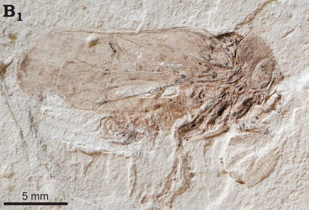 قدیمیترین فسیل جهان کشف شد + تصاویر 3 قدیمیترین فسیل جهان کشف شد + تصاویر