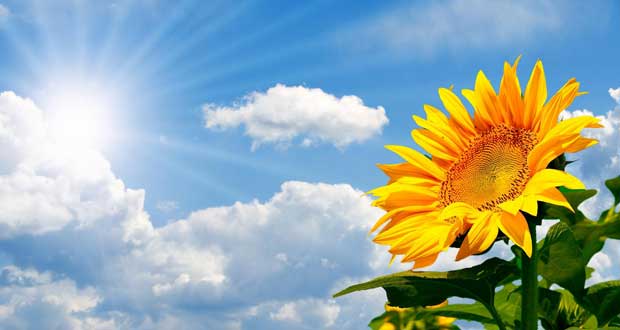 راز چرخش گل آفتابگردان به سمت خورشید