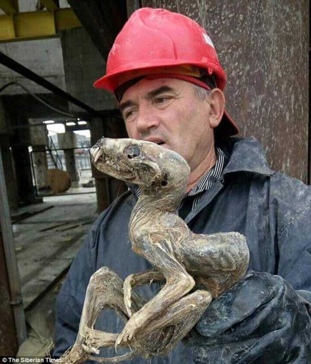 جانور عجیب مومیایی‌ شده‌ در سیبری