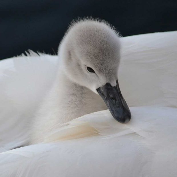 برندگان مسابقه عکاسی حیات وحش ۲۰۱۶