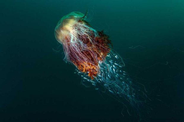 برندگان مسابقه عکاسی حیات وحش ۲۰۱۶