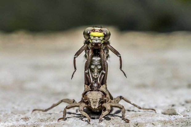 برندگان مسابقه عکاسی حیات وحش ۲۰۱۶