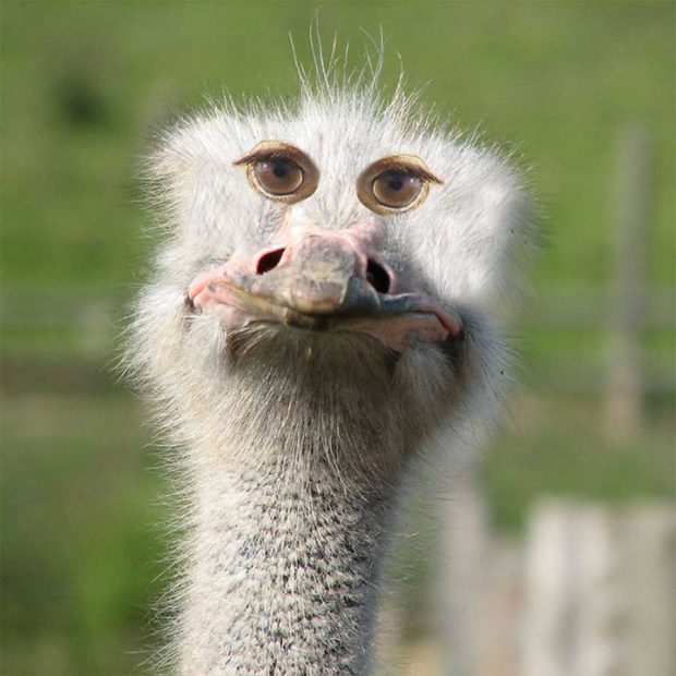 حیواناتی با چشمهایی عجیب و غریب ! 4 حیواناتی با چشم های عجیب و غریب