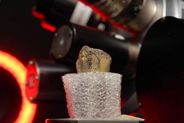 جزئیاتی از مرگ لوسی،جانداری شبیه انسان + عکس 7 لوسی جاندار شبیه انسان