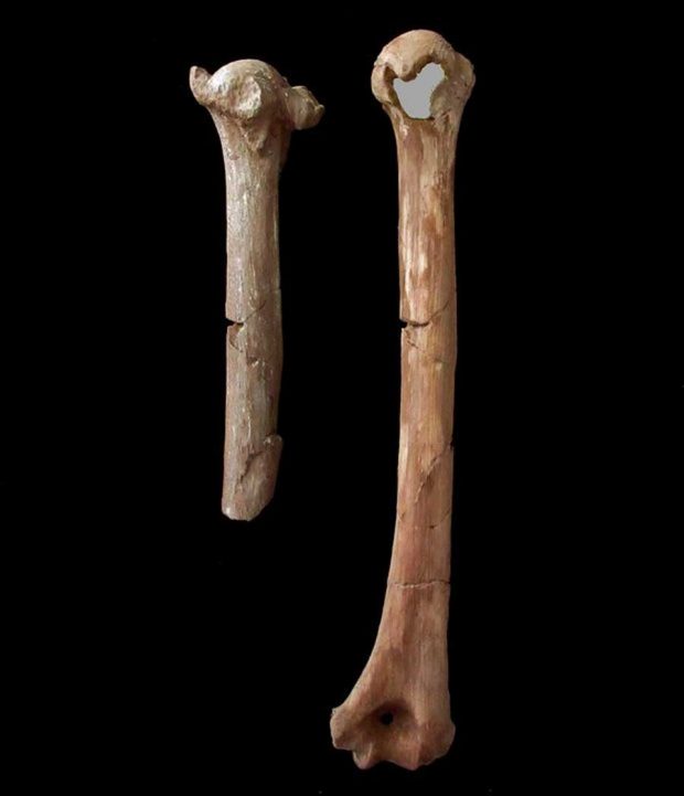 جزئیاتی از مرگ لوسی،جانداری شبیه انسان + عکس 4 لوسی جاندار شبیه انسان