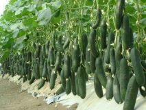 تکنولوژی هوش مصنوعی گوگل در مزرعه خیار
