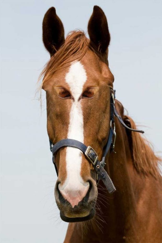 حیواناتی با چشمهایی عجیب و غریب ! 9 تصاویر بامزه از حیوانات با چشمهایی در جلو صورت