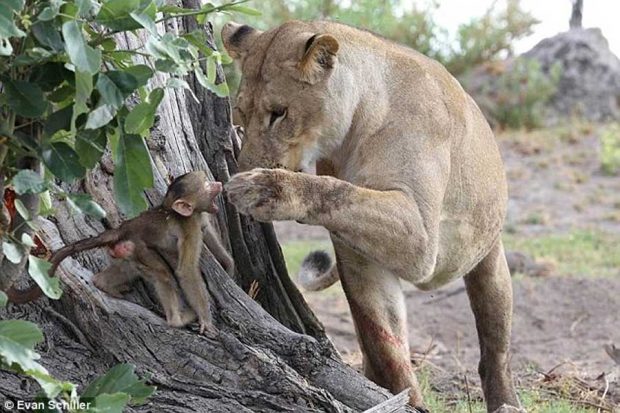 پناه دادن به بچه میمون توسط شیر ماده