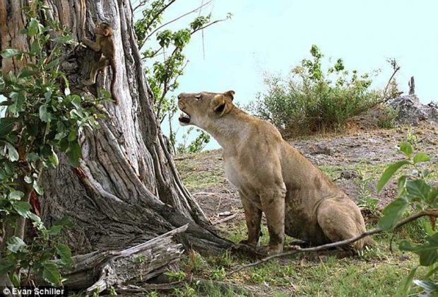 پناه دادن به بچه میمون توسط شیر ماده