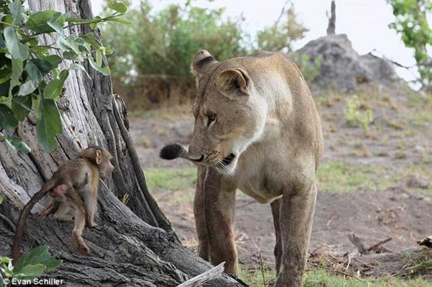 پناه دادن به بچه میمون توسط شیر ماده