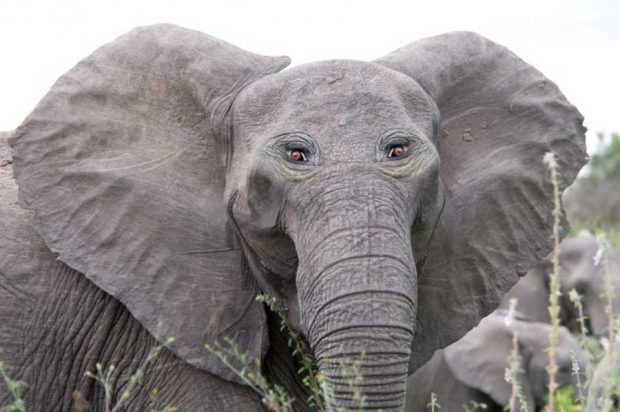 حیواناتی با چشمهایی عجیب و غریب ! 7 تصاویر بامزه از حیوانات با چشمهایی در جلو صورت