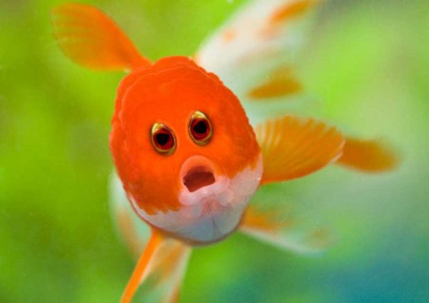 حیواناتی با چشمهایی عجیب و غریب ! 12 حیواناتی با چشم های عجیب و غریب