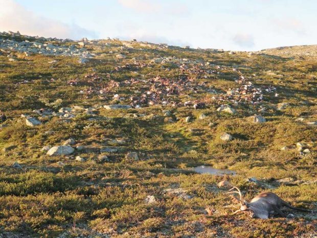 مرگ ۳۲۳ راس گوزن شمالی در اثر رعد و برق