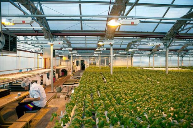 سفری به بزرگترین مزرعه پشتبامی جهان در شیکاگو ! 7 سفری به بزرگترین مزرعه پشتبامی جهان در شیکاگو