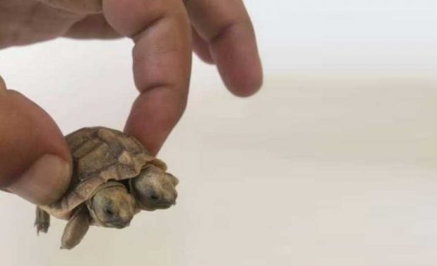 تولد لاکپشت دو سر عجیب در شهرستان خاتم استان یزد ! 3 تولد لاکپشت دو سر در یزد