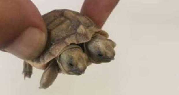 تولد لاکپشت دو سر در یزد