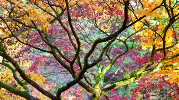 جلوه باشکوه و زیبایی های پائیز فراتر از سرسبزی بهار در تصاویری دیدنی 2 جلوه باشکوه زیبایی های پائیز فراتر از سرسبزی بهار