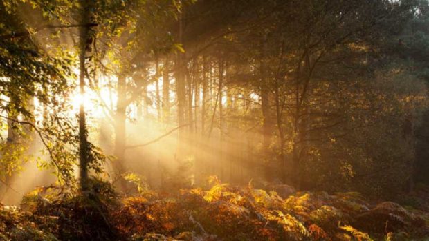 جلوه باشکوه و زیبایی های پائیز فراتر از سرسبزی بهار در تصاویری دیدنی 3 جلوه باشکوه زیبایی های پائیز فراتر از سرسبزی بهار