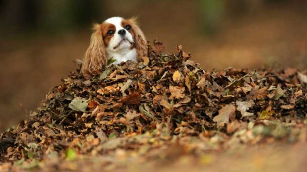 جلوه باشکوه و زیبایی های پائیز فراتر از سرسبزی بهار در تصاویری دیدنی 4 جلوه باشکوه زیبایی های پائیز فراتر از سرسبزی بهار