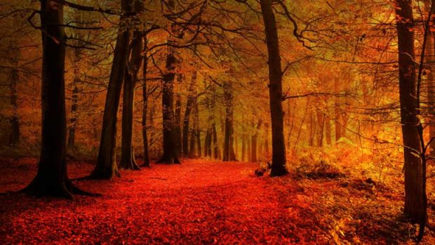 جلوه باشکوه و زیبایی های پائیز فراتر از سرسبزی بهار در تصاویری دیدنی 5 جلوه باشکوه زیبایی های پائیز فراتر از سرسبزی بهار